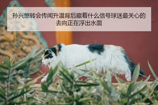 孙兴慜转会传闻升温背后藏着什么信号球迷最关心的去向正在浮出水面